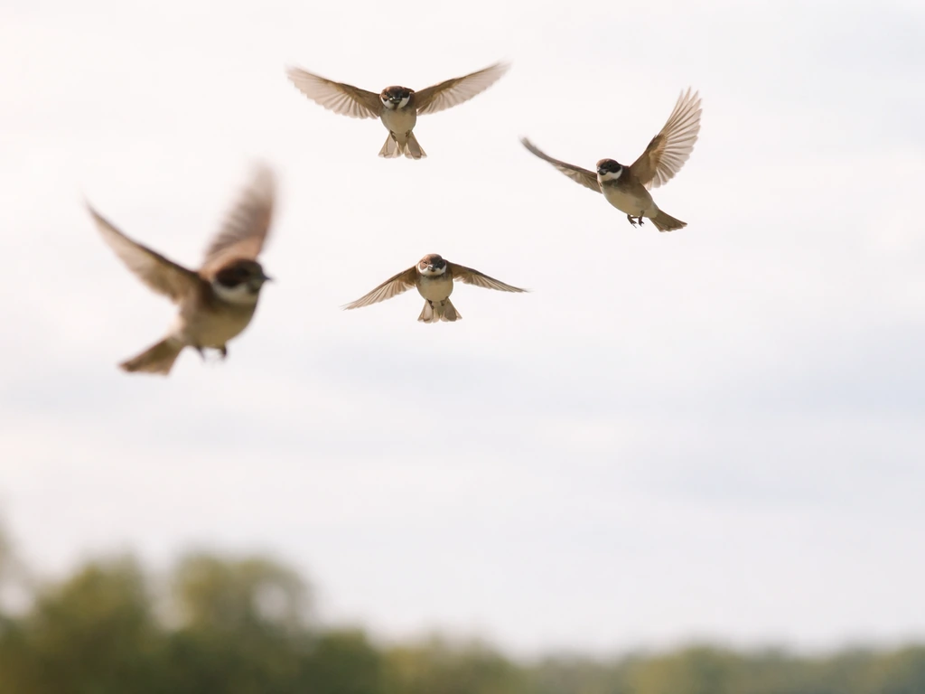 Several small birds fly into view against a soft sky, suggesting they “appear” at the start.
